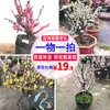 Flor de Ciruelo Fragante en Maceta Flor de Tocón Viejo Planta de Interior Todo el Año Fácil de Cultivar Bonsái de Ciruelo Rojo Plántula de Ciruelo Verde Semillas de Flor de Dulzura Invernal