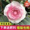 Dropshipping Plántulas de Camelia Xiangfei Plantas de Camelia en Maceta Florecen en Todas las Estaciones y Son Buenas para Alimentar Interiores Sala de Estar Balcón Exterior