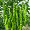 Plántulas de berenjena para cuatro estaciones, plantas en maceta con tierra, variedades viejas injertadas de berenjena morada y semillas de berenjena de Hangzhou, plántulas de hortalizas de primavera