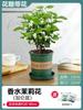 Planta en maceta de plántula de jazmín con capullo floral Muri Pila Vieja Repelente de mosquitos Gardenia Hidropónica Planta Verde Interior Florece en las cuatro estaciones