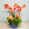 Floreciendo con capullos, orquídeas de sala de estar de otoño e invierno, plántulas grandes, plantas de interior, fáciles de cultivar en todas las estaciones