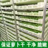 Rábano Seco para Exportación, Secado al Sol por Agricultores, Productos Secos Caseros, Guarnición Deshidratada, Rábano Verde Crujiente