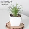 Bonsai Carnudo Artificial Combinação de Flores Artificiais de Plástico Planta Verde para Interior de Escritório Mesa Pequenos Enfeites Plantas Artificiais Atacado