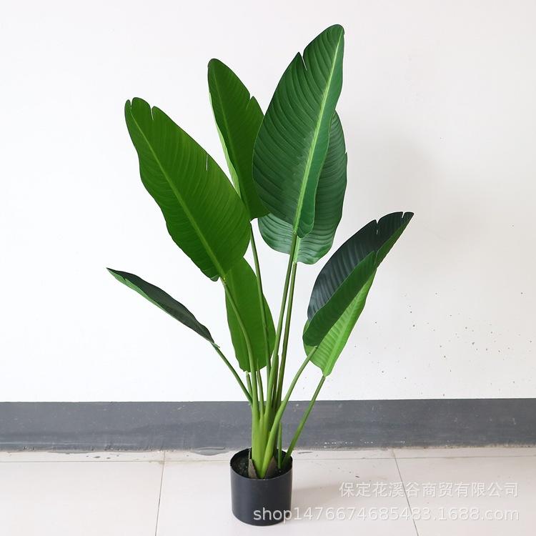 旅人蕉-4尺 112元_副本.jpg