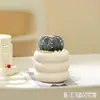 Plantas suculentas, plantas pequeñas de interior en maceta, cactus de mesa para sala de estar, plantas verdes, flores de vivero, fáciles de cuidar durante todo el año
