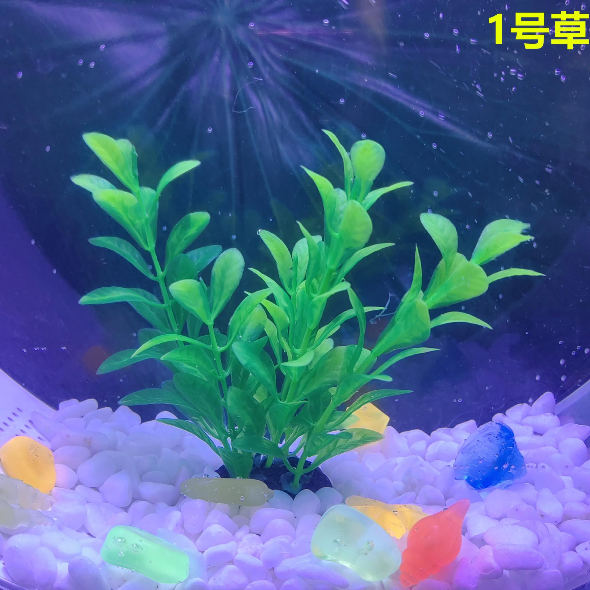 4号草