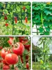 Treliça de Pepino Estilo Pastoral, Treliça de Feijão, Treliça de Uva, Treliça de Tomate, Estrutura de Suporte para Plantas Trepadeiras de Melão