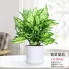 Geely Ruyi Rojo Flor Reina Planta en Maceta Planta Verde de Escritorio para Interiores Cuatro Estaciones Mary Ann Perenne Flores Fáciles de Cultivar