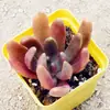 Frete Grátis de Suculentas Kunming Maduras com Vasos Atacado Interior Estufa Yunnan com Raízes Combinação de Plantas Suculentas em Vasos Suculentas