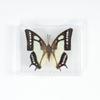 Adorno de mariposa real, alas de mariposa real, regalo de cumpleaños creativo para estudiantes, caja transparente