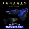 Guppies de Raça Pura, Peixes Ornamentais de Água Doce Pequenos, Peixes Tropicais Fáceis de Criar, Peixes Vivos, Peixes Limpadores, Kinguios Zebra, Peixes Pequenos, Alevinos