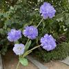 Comércio exterior roxo flor artificial atacado roxo delphinium violeta jacinto pervinca azul decoração de casamento flor falsa