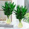 Bambú Guanyin Hidropónico Plantas Verdes de Interior Oficina Sala de Estar con Raíces Cultivado en Agua Bambú Rico Flores Cortas