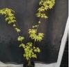 Folha Verde Nascente Correnteza, Nascente Correnteza Dourada, Árvore de Bordo, Bordo Chorão, Muda de Bordo, A Árvore de Bordo Pode Ser Usada para Bonsai, Plantas em Vasos, Pátio, Varanda, Jardim