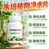 Recipiente para la preservación de plantas, pastillas purificadoras de agua específicas para plantas de cultivo en agua de loto, agente purificador y conservante de agua enriquecido con nutrientes, potenciador de la permeación del suelo