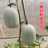 Semillas de Melón de Invierno de Maduración Temprana, Pelo Alto, Piel Rosa para Verduras Caseras, Campanilla de Cuerda No. 4, 20g Semillas de Melón de Invierno Pequeño de Piel Rosa