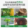 Solución Nutritiva de Madera Brasileña Es una Solución Especial para Germinación y Enraizamiento, Cultivo Hidropónico, Promoviendo la Brotación, Previniendo el Amarillamiento de las Hojas y Previniendo el Moho en la Base, Sin Necesidad de Dilución