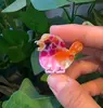 Material Acrílico Pequeno Clipe de Peixe Desenho Animado Colorido Animal Marinho Presilha de Cabelo Mini Presilha de Franja Moda Clipe Lateral Atacado
