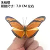 Venta Directa al Por Mayor de Fábrica de Especímenes Reales de Mariposas con Alas Extendidas, Diversos Insectos y Escarabajos, Accesorios para Fotos, Educación Científica, Especímenes Naturales