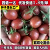 Tomate Cereza Semillas de Tomate Cereza Tomate Cereza Verdura Alumnos Arena para Plantar Maceta en Primavera y Cuatro Estaciones