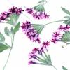 Linda Sakura com Galhos Espécime de Planta Flor Real Flor Seca Gota de Cola em Relevo Capa de Celular Marcador de Página Luminária de Mesa Adesivo Decoração Facial