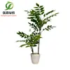 Simulación transfronteriza adornos de plantas verdes olivo flor artificial plantación árbol de camelia laca limón naranja planta en maceta