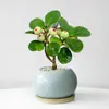 Planta Verde Pequeña en Maceta con Frutos, Maceta de Cerámica Árbol Bodi, Adorno de Escritorio Estilo Zen Chino, Fácil de Cuidar
