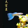 Guppy azul hielo anchoa viva pez vivíparo pez ornamental tropical al por mayor todo rojo Oreja Grande cola de pasto azul cielo