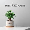 Árvore da Fortuna Cinco Bênçãos Pequena Planta de Vaso para Interior Planta Verde Pequena para Mesa de Escritório Planta em Vaso Flor de Vaso Planta em Vaso