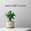 Árvore do Dinheiro Cinco Bênçãos Pequena Planta em Vaso Planta de Mesa de Escritório Vaso de Varanda Planta Verde Interna Planta com Flores em Vaso Atacado