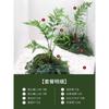 Planta Verde Simulada Paisajismo Helecho Cabeza de Mono Seda Dorada De Pie Planta Biónica China Decoraciones de Paisaje Interior Adornos Plantas Falsas en Maceta