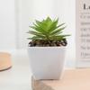 Set de Suculentas Cuadradas Pequeñas Simuladas en Miniatura Venta al por Mayor Plantas Verdes Suculentas Falsas de Plástico Exhibición para el Hogar