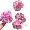 Glicinia Peonía Doble Pétalo Maceta de Raíz Planta Planta de Raíz Tallo Enraizado Jardín Planta Trepadora de Vid Perenne Flor Resistente al Frío