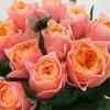 Envío Directo de Una Pieza Plántulas de Rosa Grande para Desfiles Trepadora para Balcón Rosa Trepadora de Cuatro Estaciones Planta Trepadora Rosa Planta de Rosa en Maceta