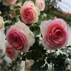 Plántulas de Rosas Florecientes de Cuatro Estaciones, Plantas de Vid Trepadora en Maceta para Interiores y Exteriores, Plantas Verdes, Plántulas de Rosas Trepadoras