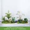 Simulação Planta Verde Paisagem Musgo Planta Falsa Decoração Flor Falsa Combinação Tropical Interior Persa Janela Paisagem Grama Layout