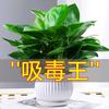 Platino Diamante Maceta Rábano Verde Cesta Flor Planta Flor de Interior Hidropónica Planta Verde Suculenta Fácil de Cultivar Árbol del Dinero Absorbe Velas