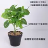 Planta Verde Artificial Pequeno Ramo para Parede de Plantas Verdes Acessórios para Arranjo de Flores, Folhas Pequenas de Colocásia para Exibição Interna e Externa, Ramo de Madeira com Cor Variável Floral