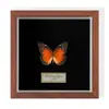 Especimen de Mariposa Real Colgante de Madera Estilo Nórdico Simple Moderno Regalo de Cumpleaños Marco de Fotos de Madera Simple