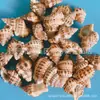 Artesanías de Caracolas Naturales Vendidas por Libra para Acuarios, Fotografía, Educación de Estudiantes y Niños, Minería y Uso Marino