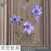 Flores de Lisianthus Artificiales de 5 Cabezas con Hojas, Flores Decorativas para Bodas, Accesorios de Fotografía, Decoración del Hogar, Sala de Estar, Arreglos Florales para Centros Comerciales