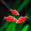 2.5-3cm Pez Piel de Tigre Grande Azul Fluorescente Verde Jade Peces Tropicales Ornamentales Vivos Natación en Grupo Venta al por Mayor Mini