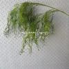 Caperucita Roja Venta Caliente Explosiones Hierba Espárrago Planta Verde Simulación Modelado Floristería de Bodas Arreglo Mori Catkin de Planta Verde Brote de Sauce