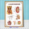 Diagrama esquemático del sistema anatómico visceral humano. Póster médico de pared con diagrama de la estructura del corazón y los órganos humanos.