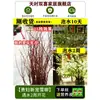Ramas Frescas de Sauce Dragón, Bambú de la Suerte, Plantas Verdes Hidropónicas de Moda, Flores de Interior en Maceta, Fáciles de Mantener, Sauce Nieve Seco
