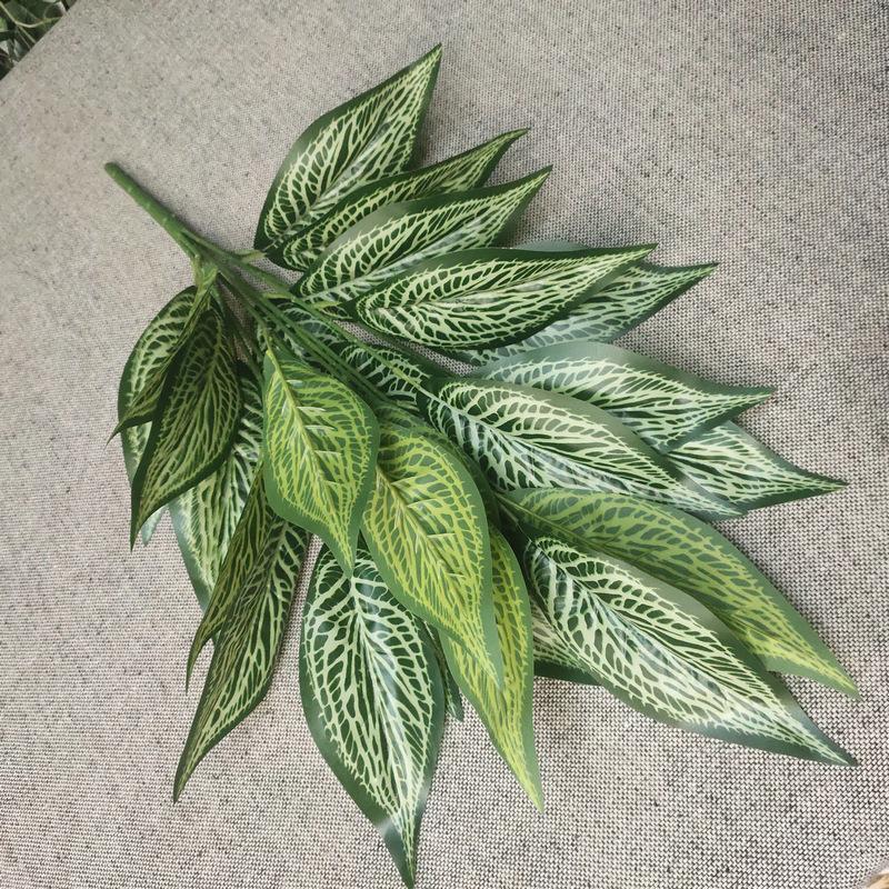 26叶花斑马树