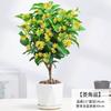 Una Pieza de Dropshipping Plántulas de Osmanthus de Cuatro Estaciones, Florales Resistentes al Frío, Plantas en Maceta de Osmanthus Dorado para Balcón, Montones Viejos de Patio, Período de Floración de Aroma Fuerte