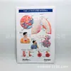 Venta al por mayor de fábrica 3D tridimensional relieve ampolla gráfico de pared Educación médica pintura colgante promoción médica póster tridimensional