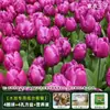 Resistencia al FríoTulipán Holandés Hidropónico Planta de Floración Cuatro Estaciones Planta Verde Flores en Maceta para Sala de Estar Apto para Principiantes