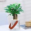 Plantas em Vaso Árvore da Fortuna, Plantas com Flores de Interior, Plantas Verdes de Interior, Plantas para Sala de Estar de Interior, Plantas Pequenas em Vaso Fáceis de Cuidar